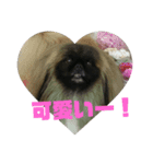 ペキニーズ にぶたん（個別スタンプ：27）