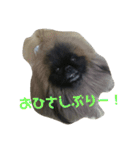 ペキニーズ にぶたん（個別スタンプ：28）