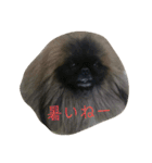 ペキニーズ にぶたん（個別スタンプ：29）