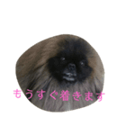 ペキニーズ にぶたん（個別スタンプ：32）