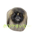 ペキニーズ にぶたん（個別スタンプ：35）