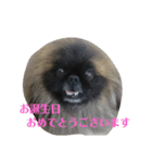 ペキニーズ にぶたん（個別スタンプ：37）
