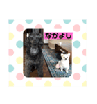 O家のかわいいワンコ達の日常スタンプ（個別スタンプ：3）