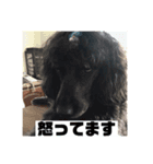 O家のかわいいワンコ達の日常スタンプ（個別スタンプ：5）