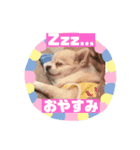 O家のかわいいワンコ達の日常スタンプ（個別スタンプ：6）