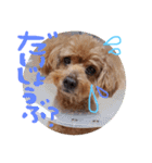 まろまろまろすけ（個別スタンプ：2）
