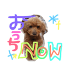 まろまろまろすけ（個別スタンプ：4）