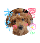 まろまろまろすけ（個別スタンプ：11）