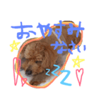まろまろまろすけ（個別スタンプ：12）