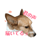 毎日ピース3（個別スタンプ：1）
