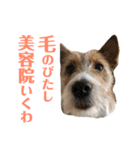 毎日ピース3（個別スタンプ：13）