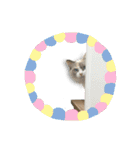 猫のしらたまの日常（個別スタンプ：1）