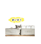 猫のしらたまの日常（個別スタンプ：2）