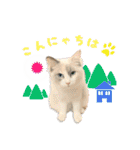 猫のしらたまの日常（個別スタンプ：3）