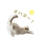 猫のしらたまの日常（個別スタンプ：4）