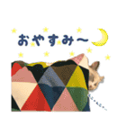 猫のしらたまの日常（個別スタンプ：5）