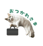 猫のしらたまの日常（個別スタンプ：6）