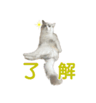 猫のしらたまの日常（個別スタンプ：7）