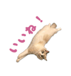猫のしらたまの日常（個別スタンプ：8）