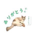 猫のしらたまの日常（個別スタンプ：9）