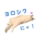 猫のしらたまの日常（個別スタンプ：10）