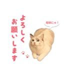 猫のしらたまの日常（個別スタンプ：11）