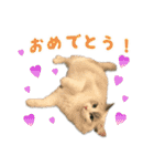 猫のしらたまの日常（個別スタンプ：12）