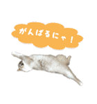 猫のしらたまの日常（個別スタンプ：14）