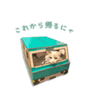 猫のしらたまの日常（個別スタンプ：15）