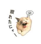 猫のしらたまの日常（個別スタンプ：16）