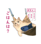 猫のしらたまの日常（個別スタンプ：17）