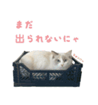 猫のしらたまの日常（個別スタンプ：18）