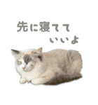 猫のしらたまの日常（個別スタンプ：19）
