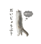猫のしらたまの日常（個別スタンプ：20）