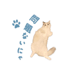 猫のしらたまの日常（個別スタンプ：21）