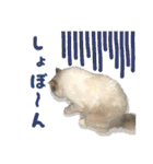 猫のしらたまの日常（個別スタンプ：22）