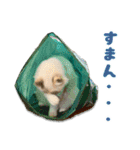 猫のしらたまの日常（個別スタンプ：23）