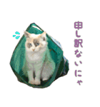 猫のしらたまの日常（個別スタンプ：24）
