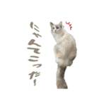猫のしらたまの日常（個別スタンプ：25）