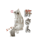 猫のしらたまの日常（個別スタンプ：26）