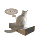 猫のしらたまの日常（個別スタンプ：27）