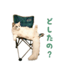 猫のしらたまの日常（個別スタンプ：29）