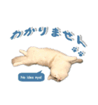 猫のしらたまの日常（個別スタンプ：30）