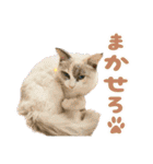 猫のしらたまの日常（個別スタンプ：31）