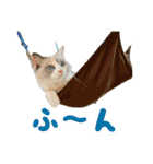 猫のしらたまの日常（個別スタンプ：33）
