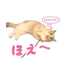 猫のしらたまの日常（個別スタンプ：34）