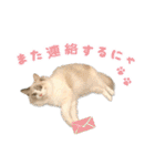猫のしらたまの日常（個別スタンプ：35）