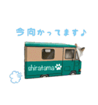 猫のしらたまの日常（個別スタンプ：37）