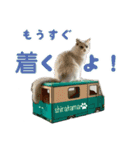 猫のしらたまの日常（個別スタンプ：38）