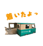 猫のしらたまの日常（個別スタンプ：39）